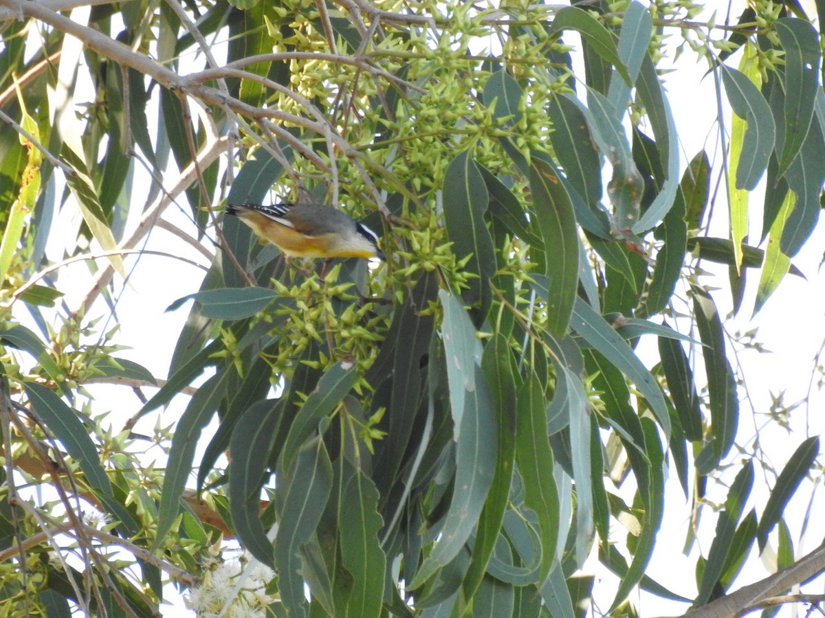 Striated Pardalote - Darren Cosgrove