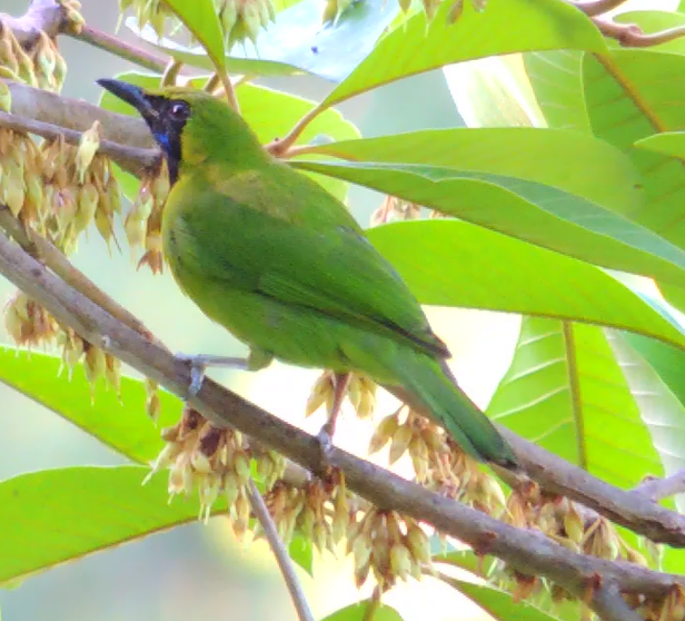 Lesser Green Leafbird - Ton Yeh