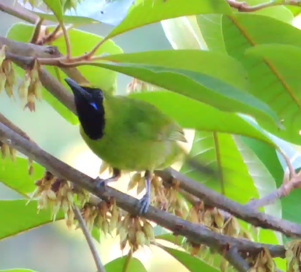 Lesser Green Leafbird - Ton Yeh