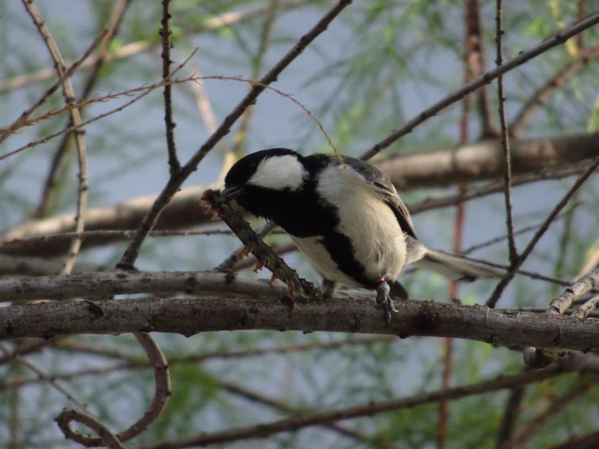 Japanese Tit - Seunghyun Lee