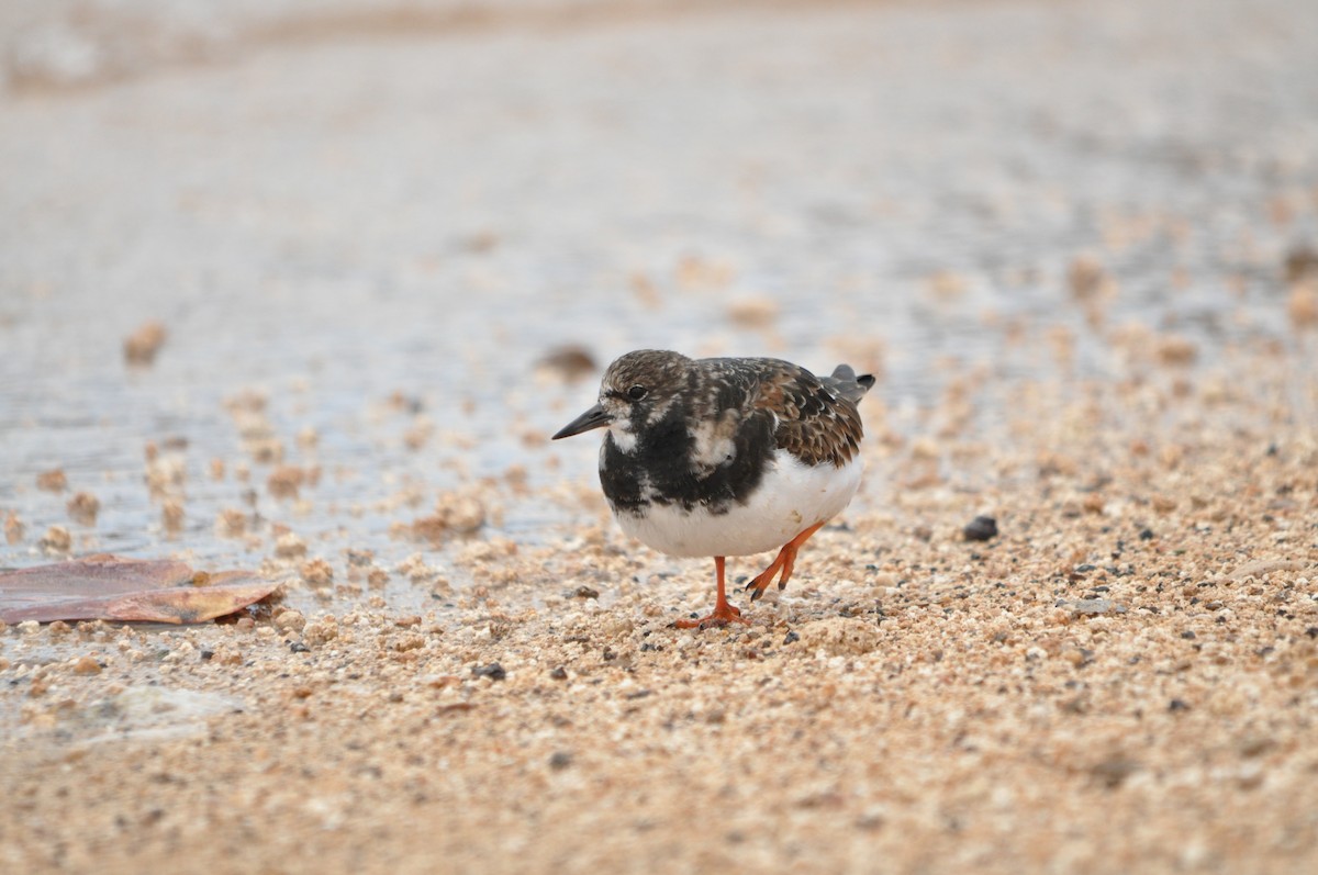 Ruddy Turnstone - Samuel Hilaire