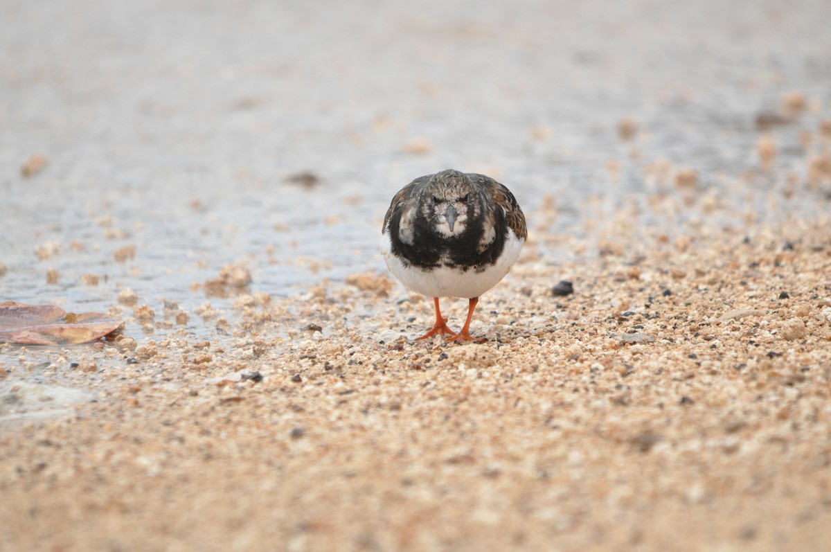 Ruddy Turnstone - Samuel Hilaire