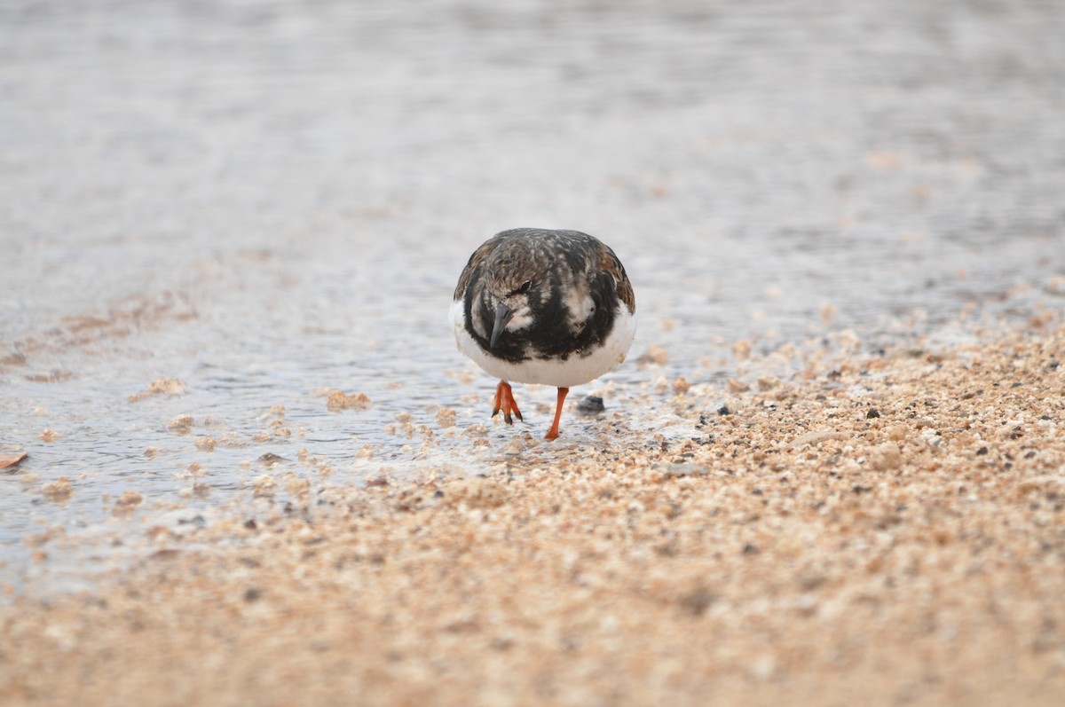 Ruddy Turnstone - Samuel Hilaire