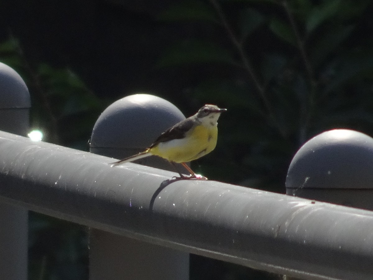 Gray Wagtail - Seunghyun Lee