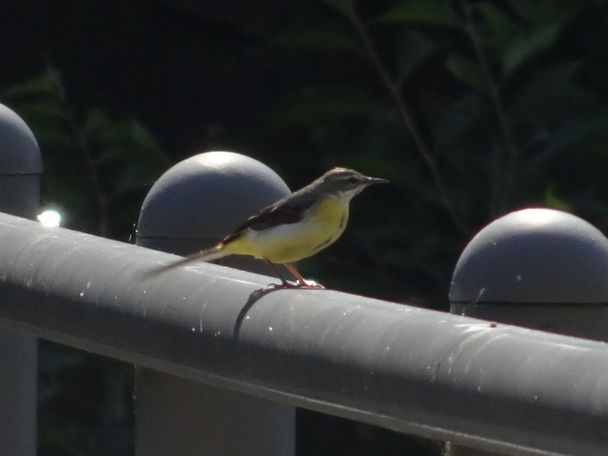 Gray Wagtail - Seunghyun Lee