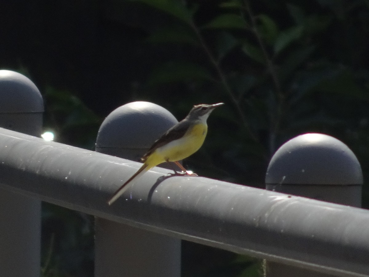 Gray Wagtail - Seunghyun Lee