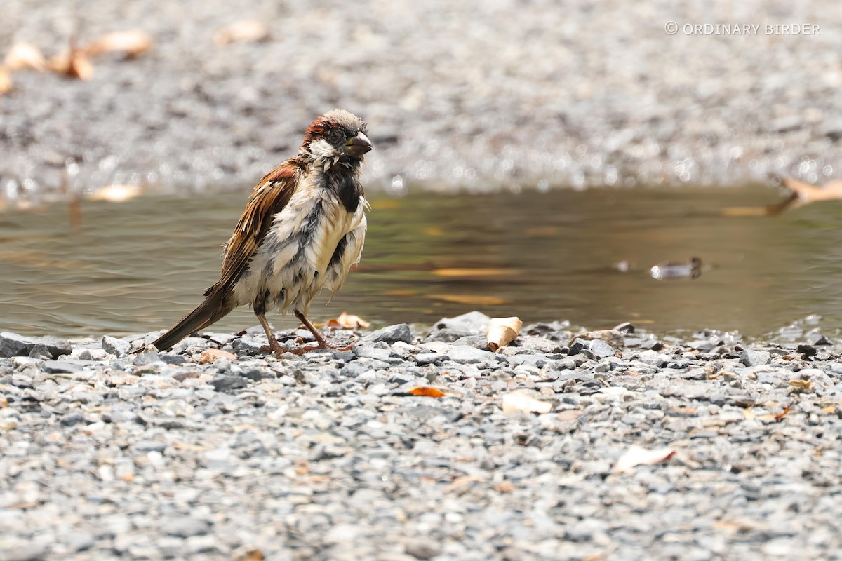 House Sparrow - ordinary birder