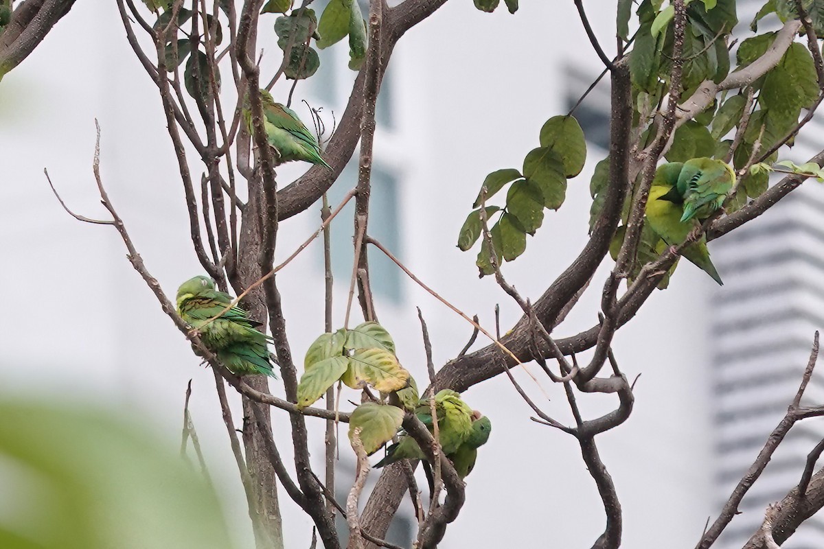 Orange-chinned Parakeet - Richard Hall