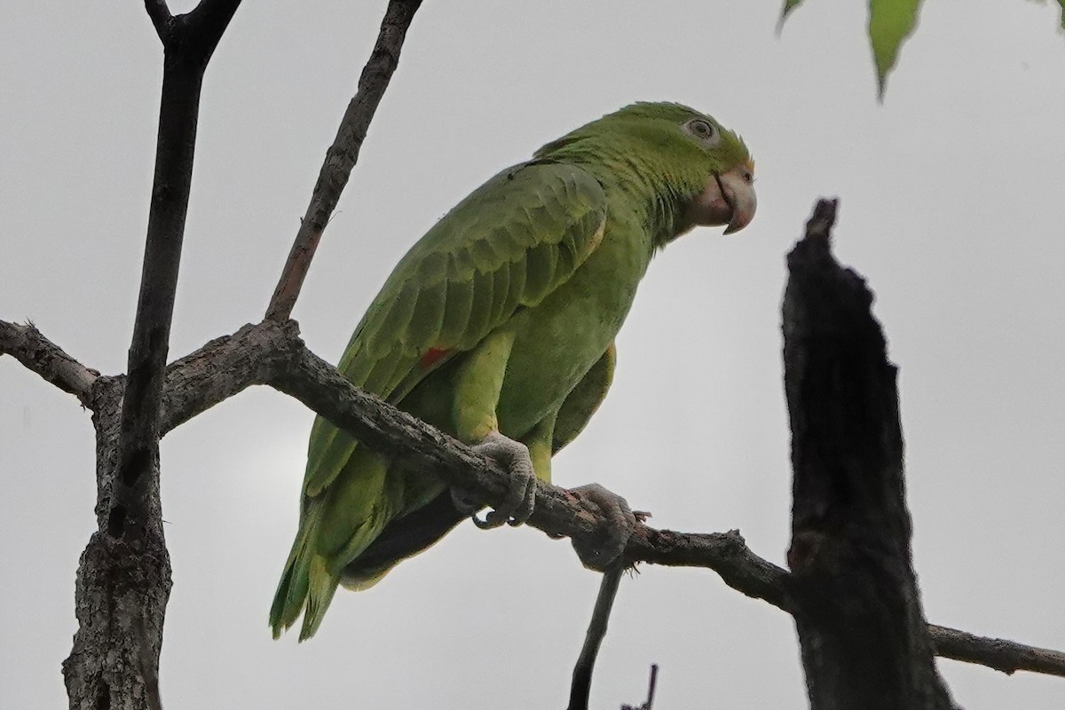 Yellow-crowned Parrot - Richard Hall