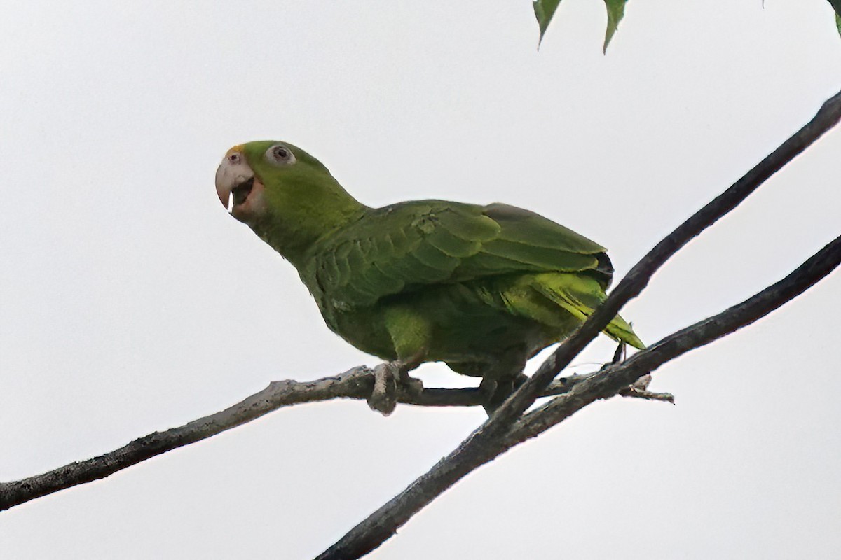Yellow-crowned Parrot - Richard Hall