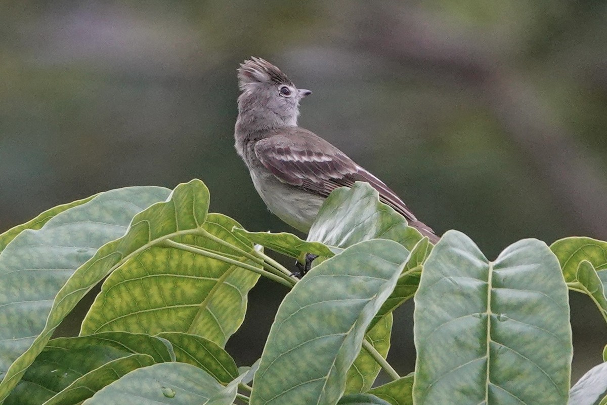 Yellow-bellied Elaenia - Richard Hall