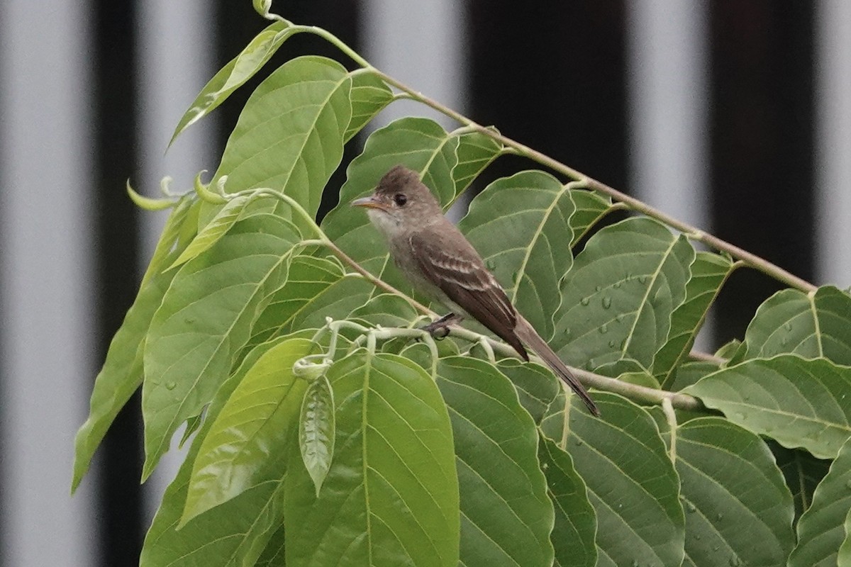 Northern Tropical Pewee - Richard Hall