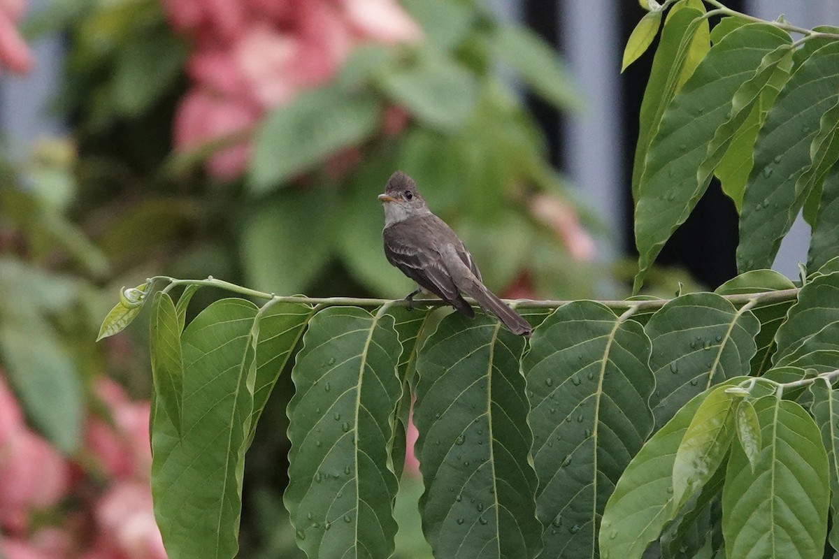 Northern Tropical Pewee - Richard Hall