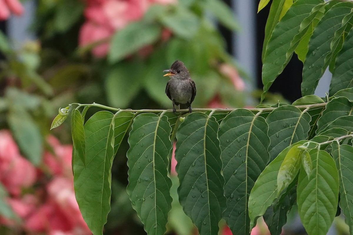 Northern Tropical Pewee - Richard Hall