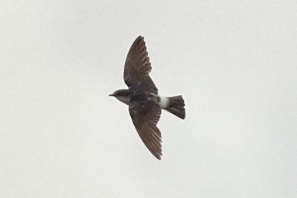 Mangrove Swallow - Richard Hall