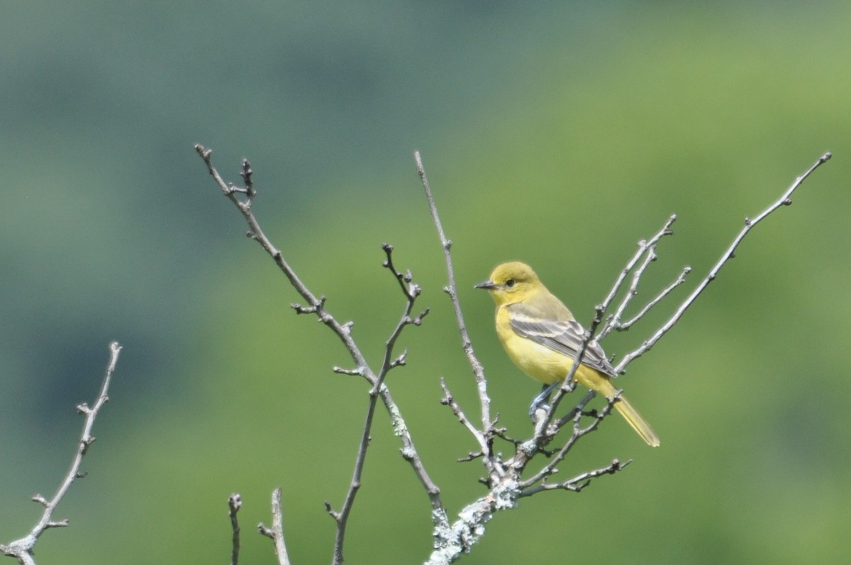 Orchard Oriole - ML61947841