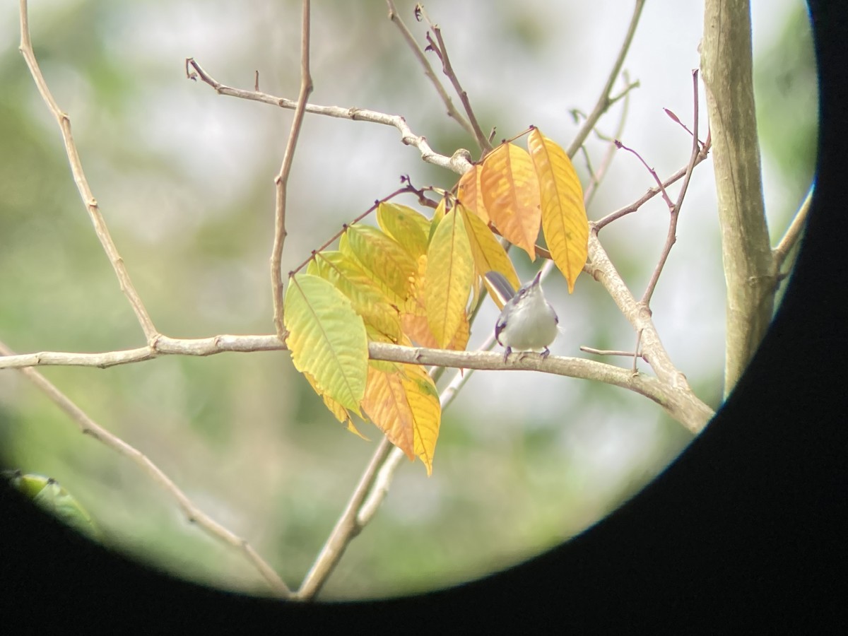 Tropical Gnatcatcher - ML619478419