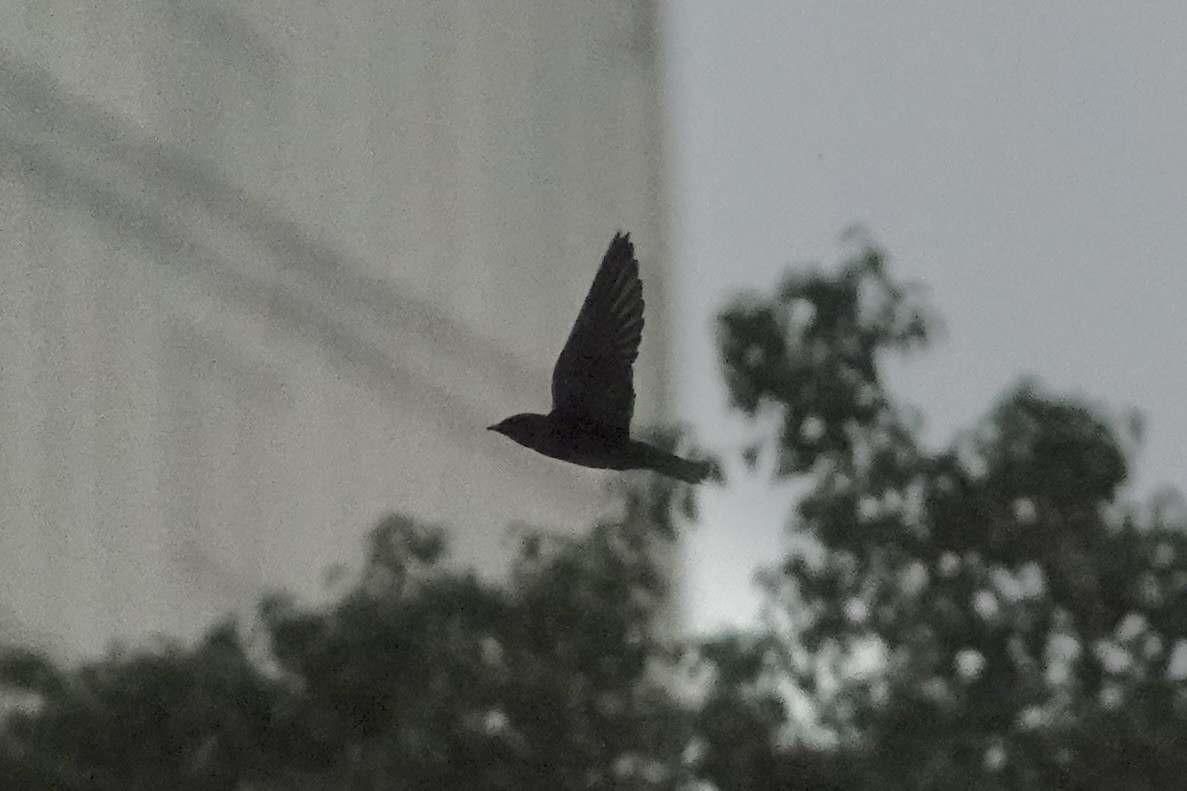 Gray-breasted Martin - Richard Hall