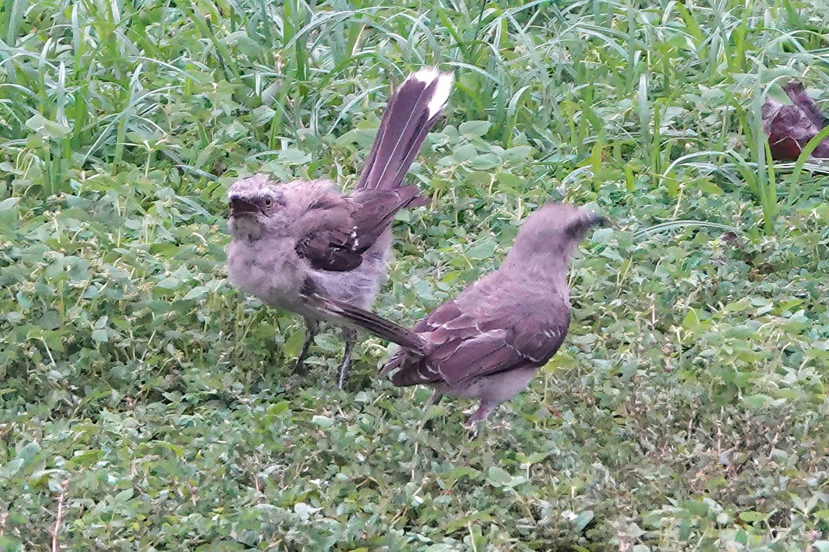 Tropical Mockingbird - ML619478424