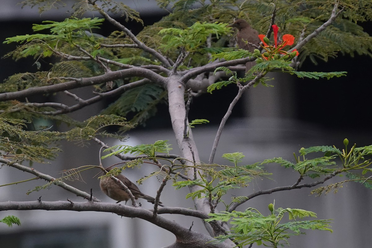 Clay-colored Thrush - Richard Hall