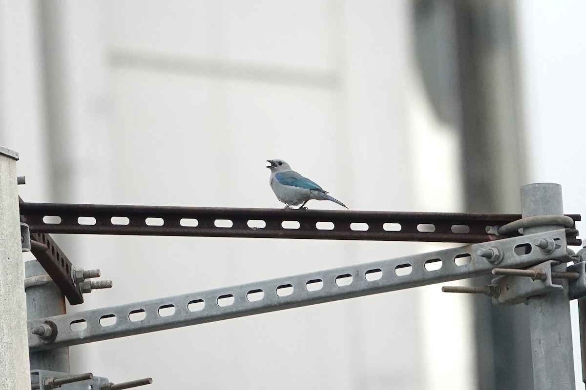 Blue-gray Tanager - Richard Hall