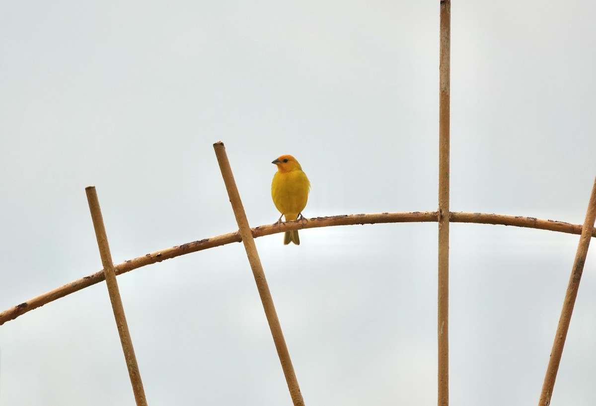 Saffron Finch - Richard Hall