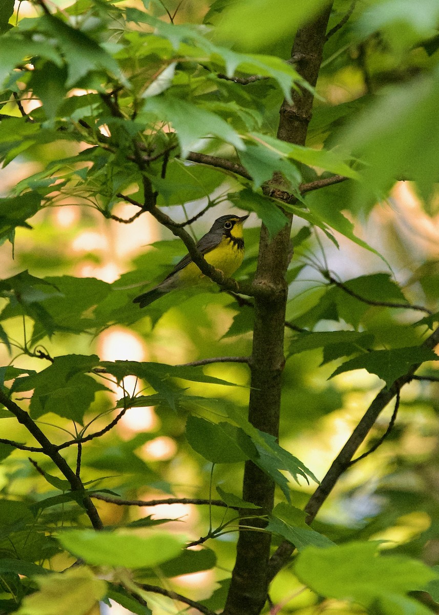 Canada Warbler - Jon Cefus