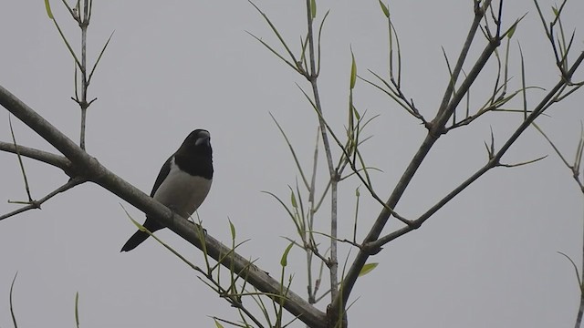 White-rumped Munia - ML619478430