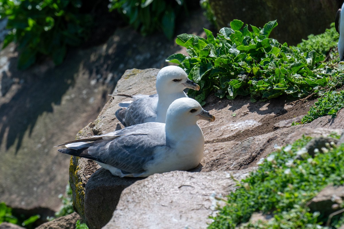 Northern Fulmar - Ronan Toomey