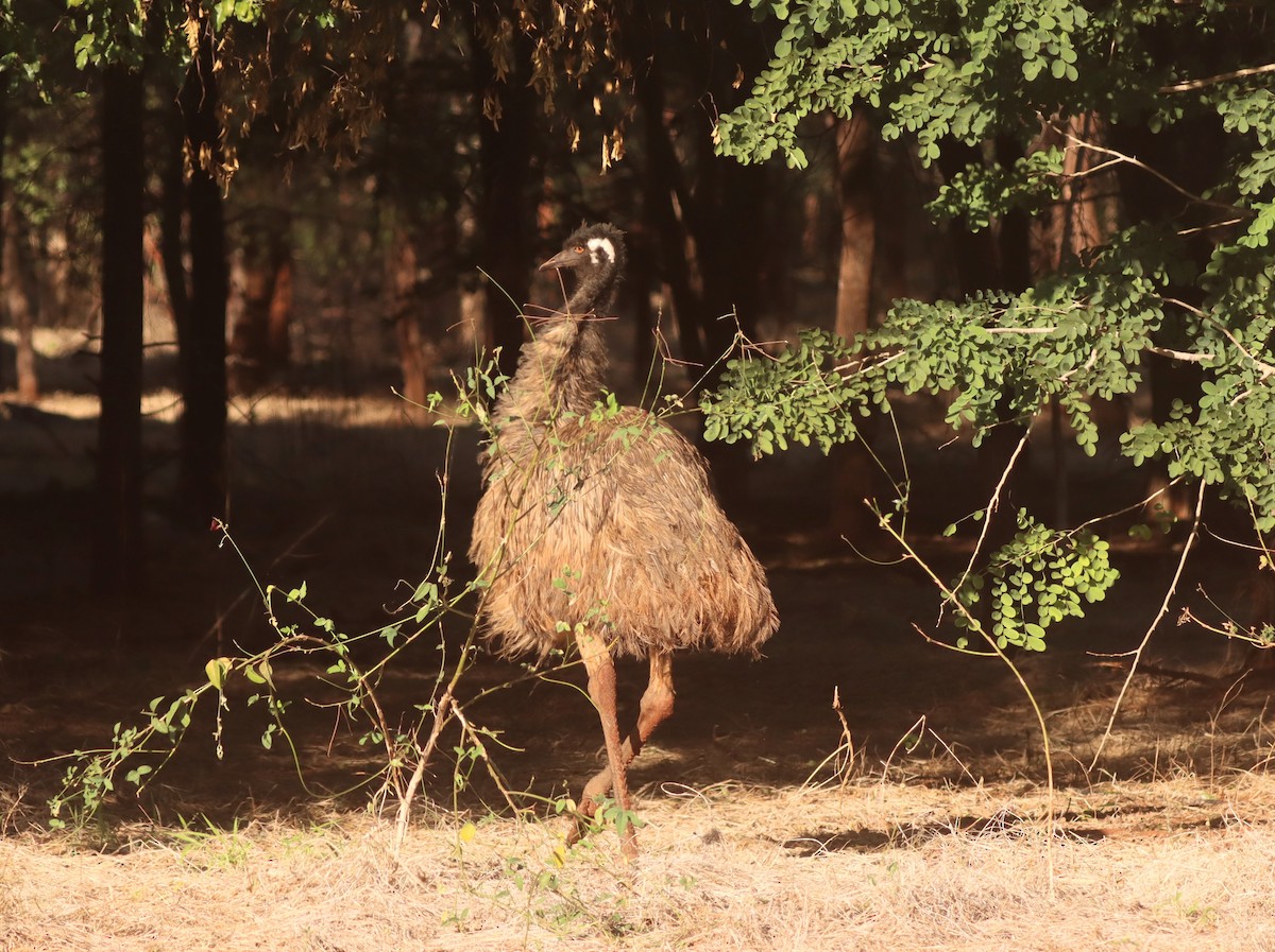 emu hnědý - ML619478436