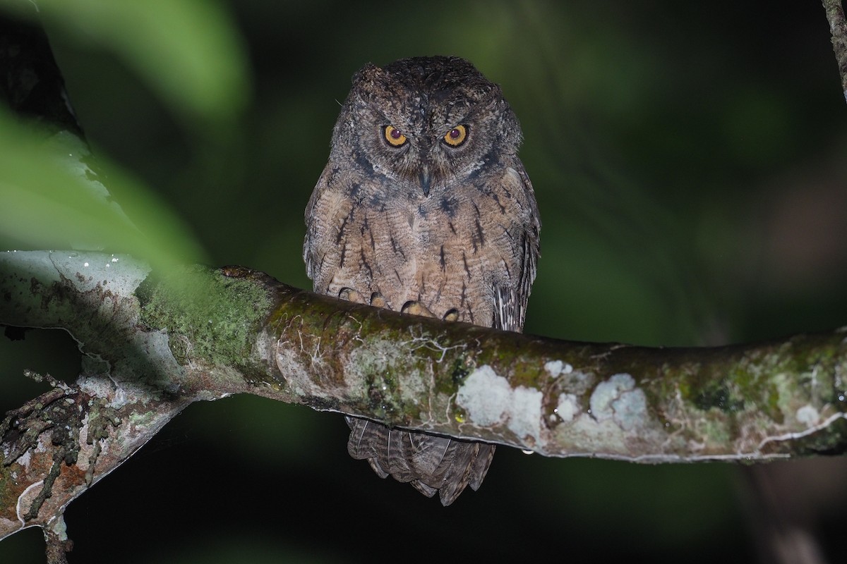 Moluccan Scops-Owl - Mike Edgecombe