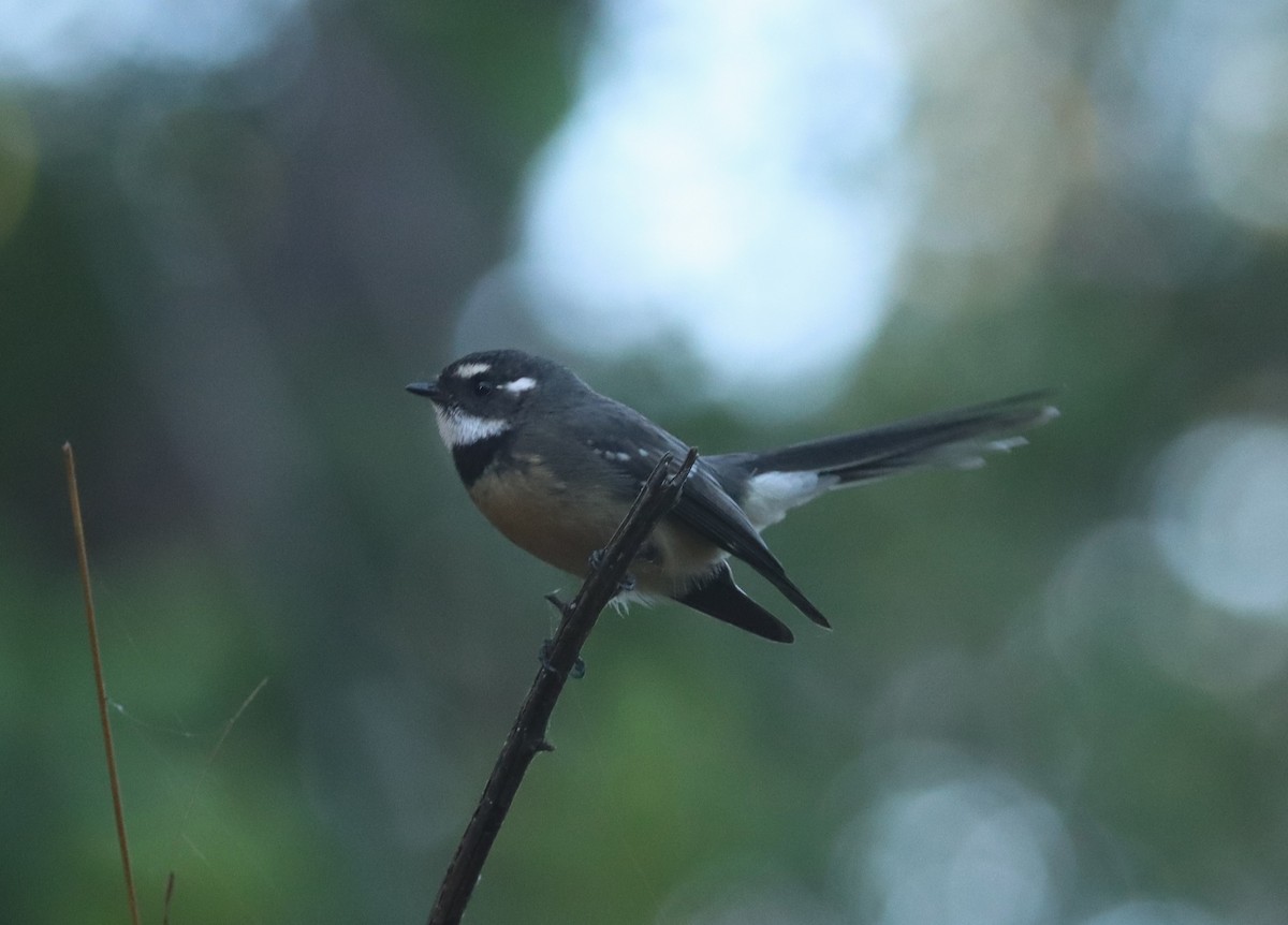 Gray Fantail (alisteri) - Dan Ashdown