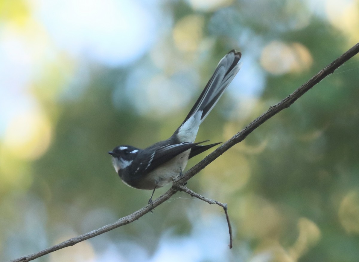 Gray Fantail (alisteri) - Dan Ashdown