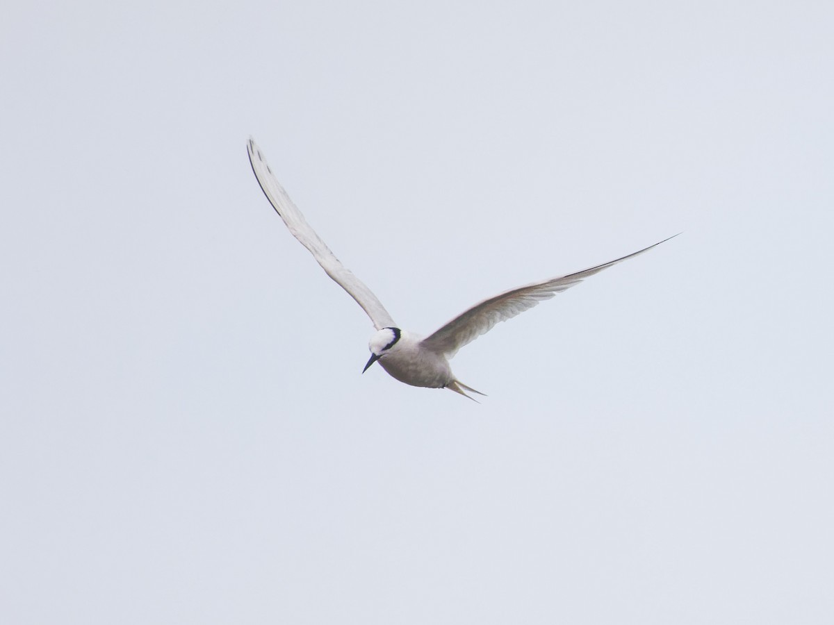 Black-naped Tern - Angus Wilson