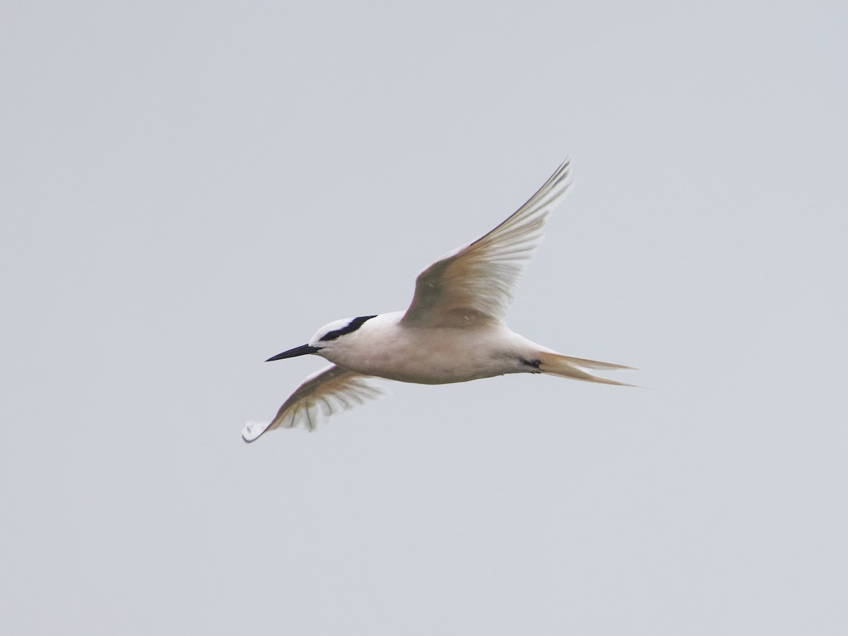 Black-naped Tern - Angus Wilson