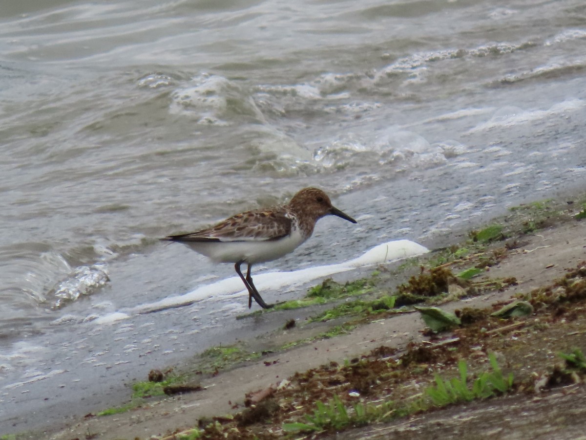 Sanderling - Ben Bird