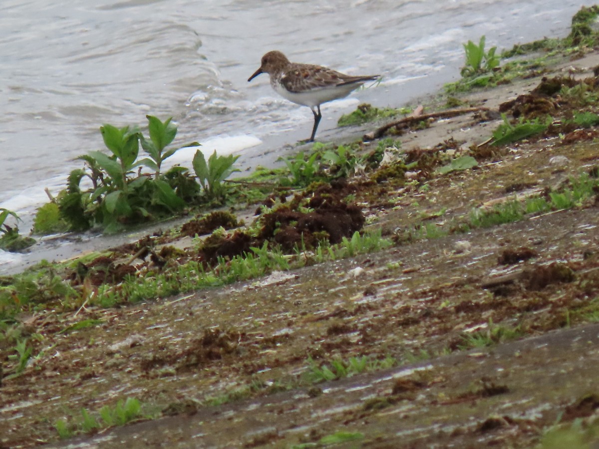 Sanderling - Ben Bird