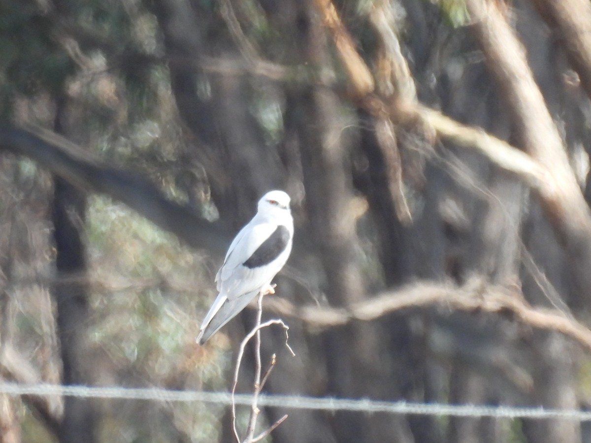 Black-shouldered Kite - Helen Erskine-Behr