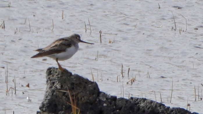 Terek Sandpiper - ML619478460