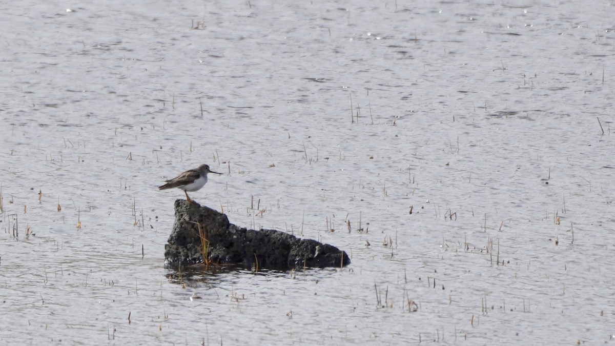 Terekwasserläufer - ML619478461