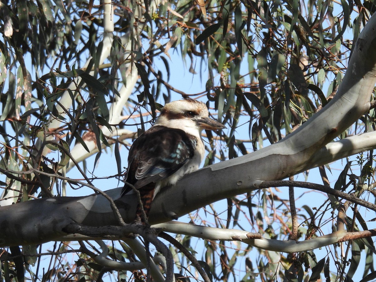 Laughing Kookaburra - Helen Erskine-Behr