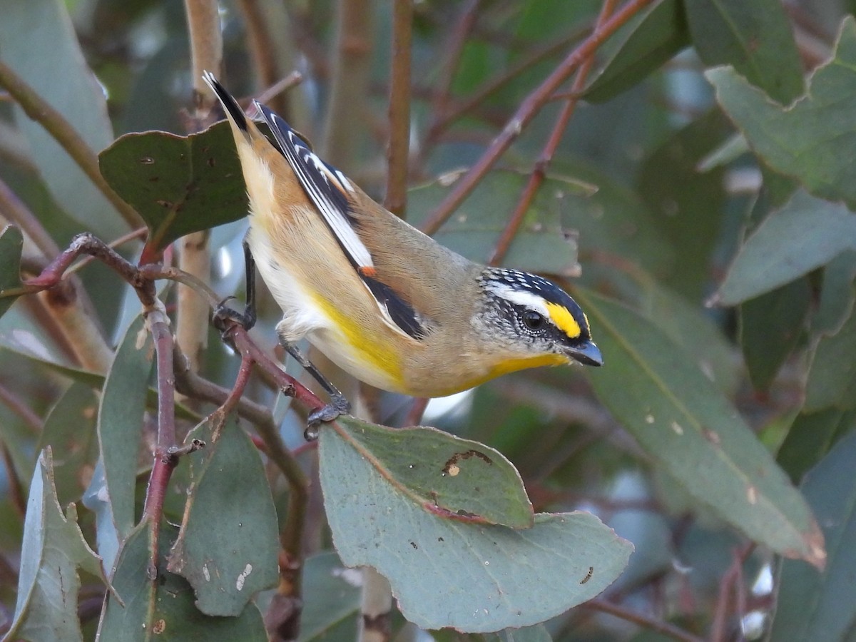 Striated Pardalote (Striated) - Helen Erskine-Behr