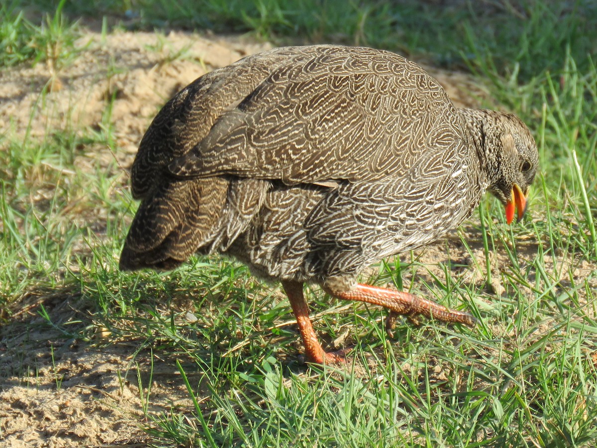 Cape Spurfowl - Gareth Bain