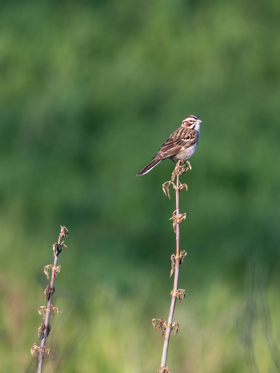 Lark Sparrow - ML619478472
