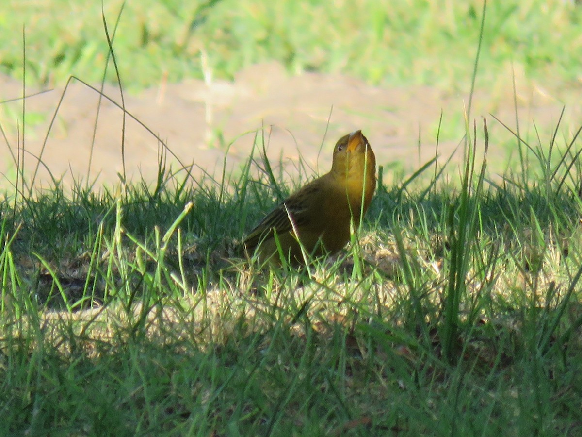 Cape Weaver - Gareth Bain