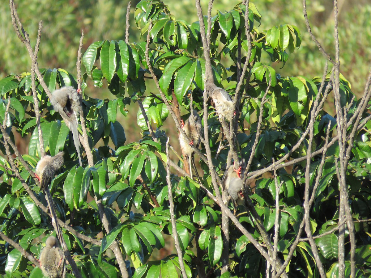 White-backed Mousebird - Gareth Bain