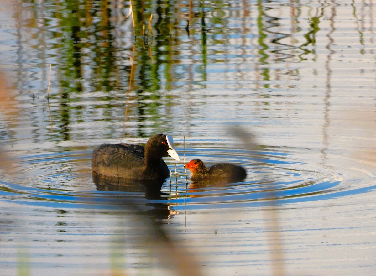 Eurasian Coot - Jiří Rohlena