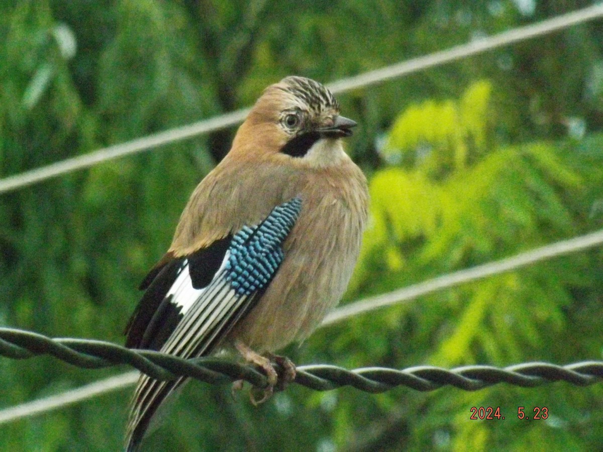 Eurasian Jay - Boris Mihov