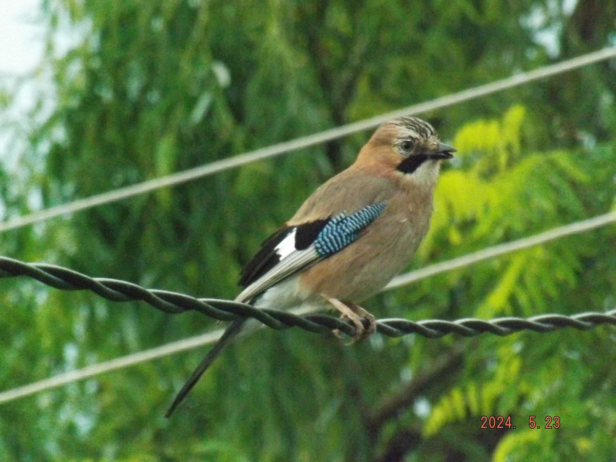 Eurasian Jay - Boris Mihov