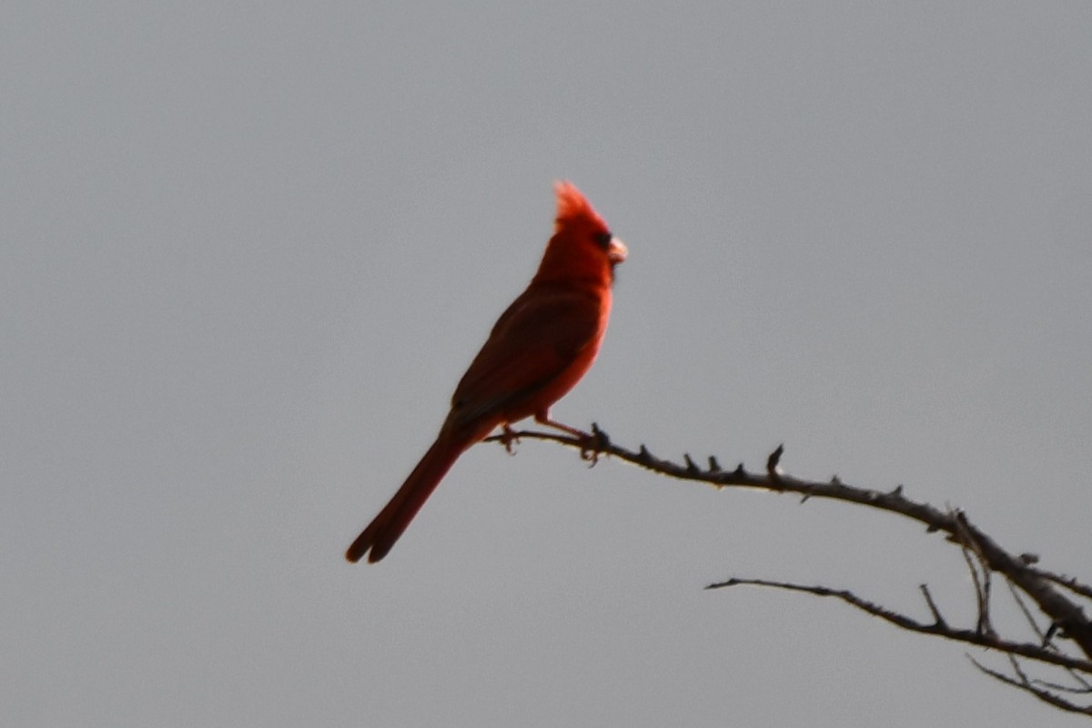 Northern Cardinal - Carmen Ricer